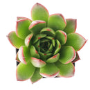 2 inch Echeveria 'Fiesta', green succulents, indoor succulents, succulent care guide, buy succulents online