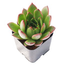 2 inch Echeveria 'Fiesta', green succulents, indoor succulents, succulent care guide, buy succulents online