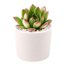 2 inch Echeveria 'Fiesta', green succulents, indoor succulents, succulent care guide, buy succulents online