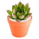 2 inch Echeveria 'Fiesta', green succulents, indoor succulents, succulent care guide, buy succulents online