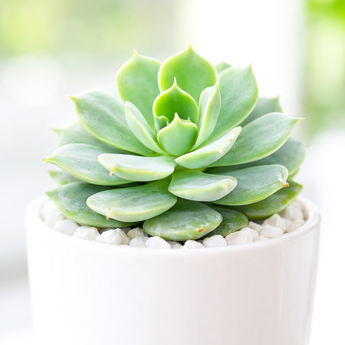 Echeveria Fleur Blanc Rosette Succulent Plant and Care Guide