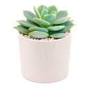 2 inch echeveria fleur blanc live succulent for sale, glaucous pearlescent rosette with powdery farina-coated pale blue-green leaves, symmetric rosette growth pattern with pink-blushed pointed leaf tips