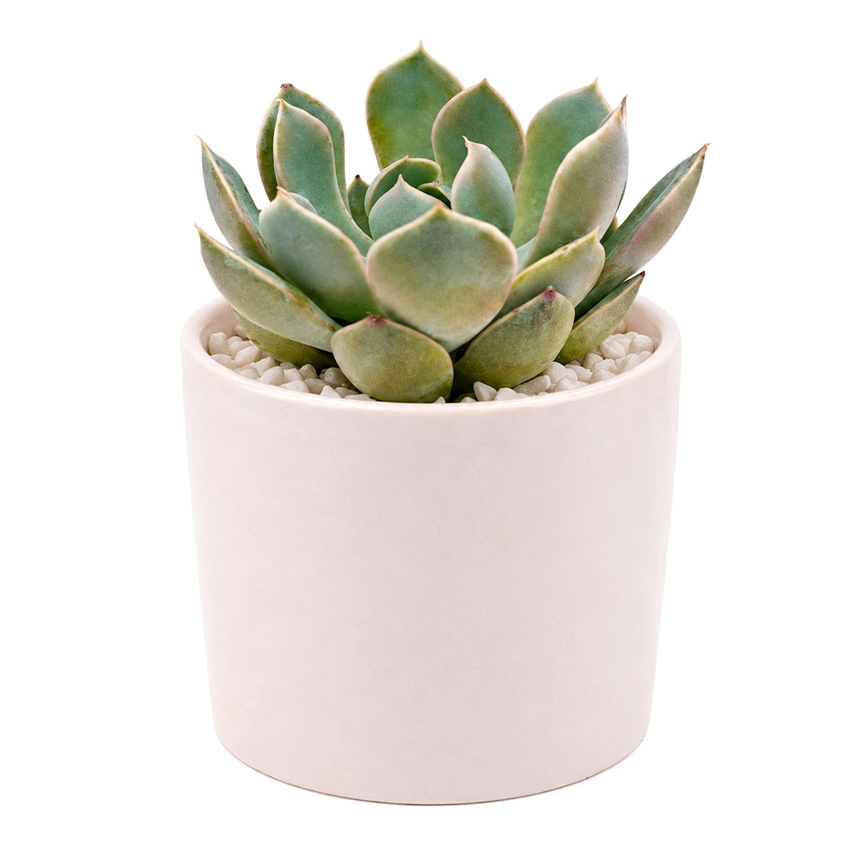 how to grow succulents, succulent plant, succulent care tips, succulent subscription, succulents garden, Succulents, Succulents shop near me, Rare succulents
