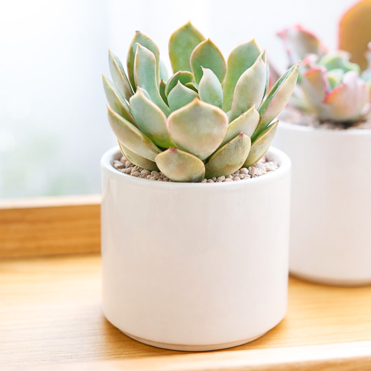 Echeveria 'Grande Cinza'