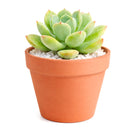 Echeveria 'Green Goddess'
