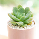 Echeveria 'Green Goddess'