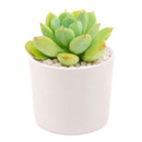 Echeveria 'Green Goddess'