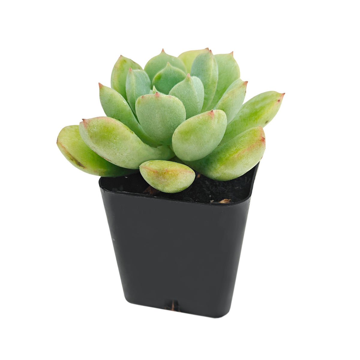Echeveria 'Green Goddess'