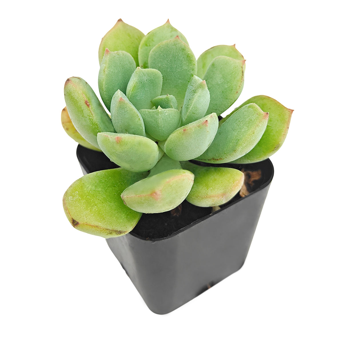 Echeveria 'Green Goddess'