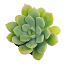 Echeveria 'Green Goddess'