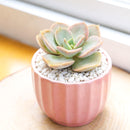 2 inch Echeveria Green Pearl, purple succulents, indoor succulents, succulent care guide, buy succulents online
