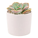 Echeveria Green Pearl