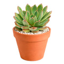 2 inch Echeveria 'Guapa', pink succulents, indoor succulents, succulent care guide, buy succulents online