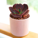 2 inch Echeveria Hanaikada, Chocolate Echeveria, Easy-to-grow succulent, low-maintenance indoor plant