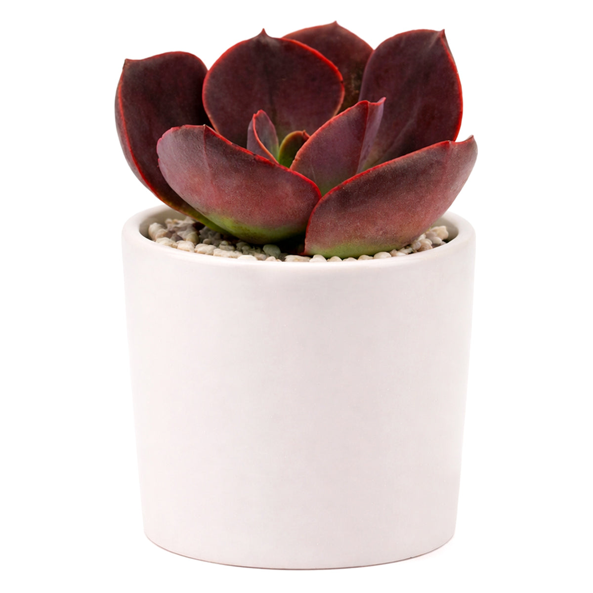 Echeveria Hanaikada