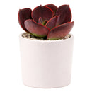 2 inch Echeveria Hanaikada in black plastic pot, Echeveria Hanaikada for sale, buy Echeveria Hanaikada online