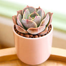2 inch Echeveria Latte Rose, green succulents, indoor succulents, succulent care guide, buy succulents online