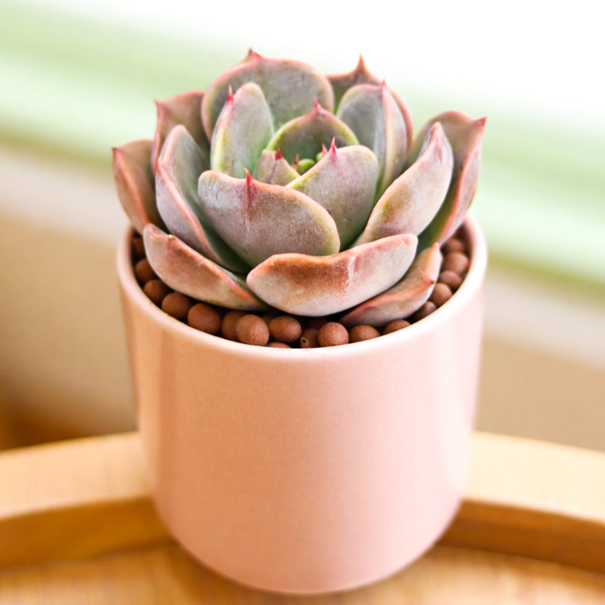 Echeveria 'Latte Rose'