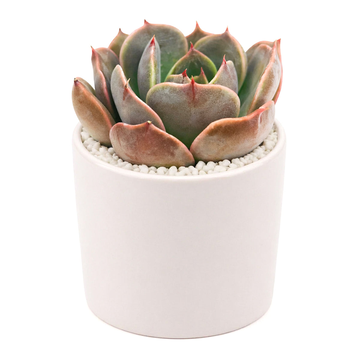 Echeveria 'Latte Rose'