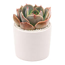 Echeveria 'Latte Rose'