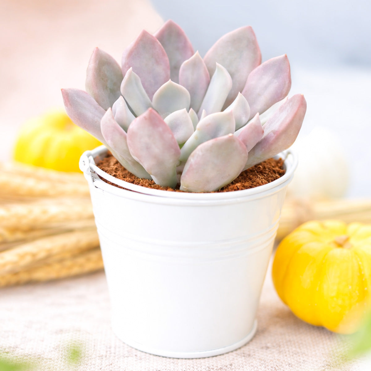 2 inch Echeveria 'Lilac Spoon', pink succulents, indoor succulents, succulent care guide, buy succulents online