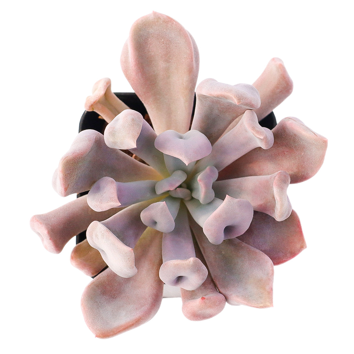 2 inch Echeveria 'Lilac Spoon', pink succulents, indoor succulents, succulent care guide, buy succulents online