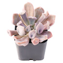 2 inch Echeveria 'Lilac Spoon', pink succulents, indoor succulents, succulent care guide, buy succulents online