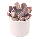 2 inch Echeveria 'Lilac Spoon', pink succulents, indoor succulents, succulent care guide, buy succulents online