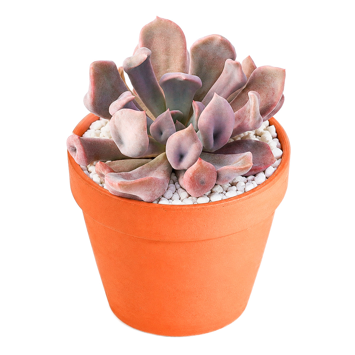 2 inch Echeveria 'Lilac Spoon', pink succulents, indoor succulents, succulent care guide, buy succulents online