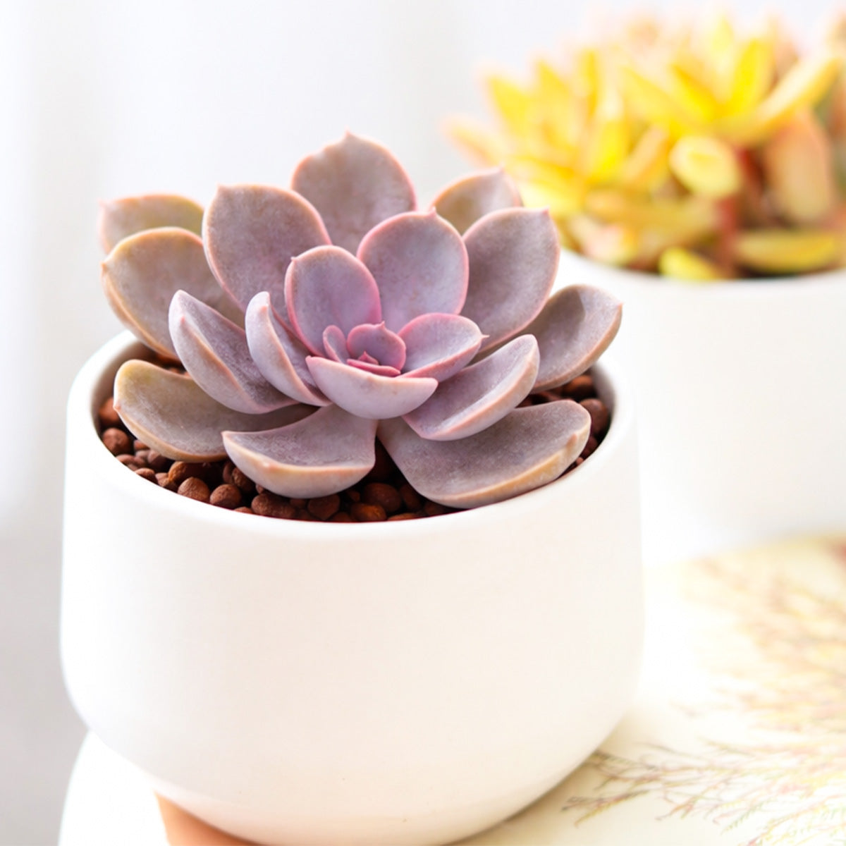potted succulent care Echeveria 'Linn'
