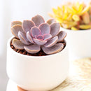 2 inch Echeveria 'Linn', pink succulents, indoor succulents, succulent care guide, buy succulents online
