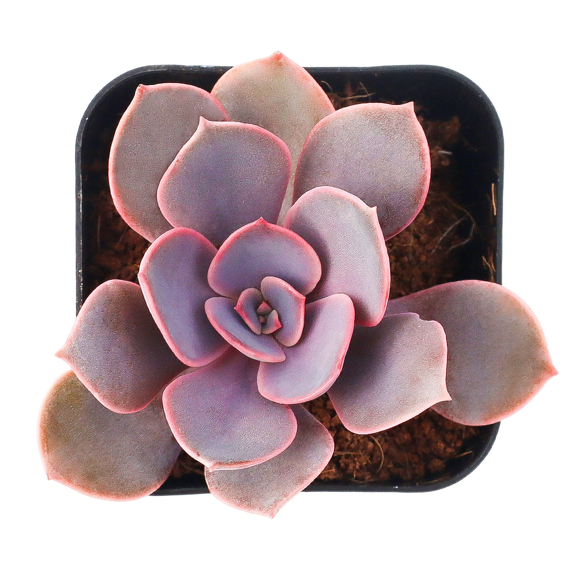 2 inch Echeveria 'Linn', pink succulents, indoor succulents, succulent care guide, buy succulents online