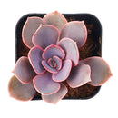 2 inch Echeveria 'Linn', pink succulents, indoor succulents, succulent care guide, buy succulents online
