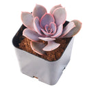 2 inch Echeveria 'Linn', pink succulents, indoor succulents, succulent care guide, buy succulents online