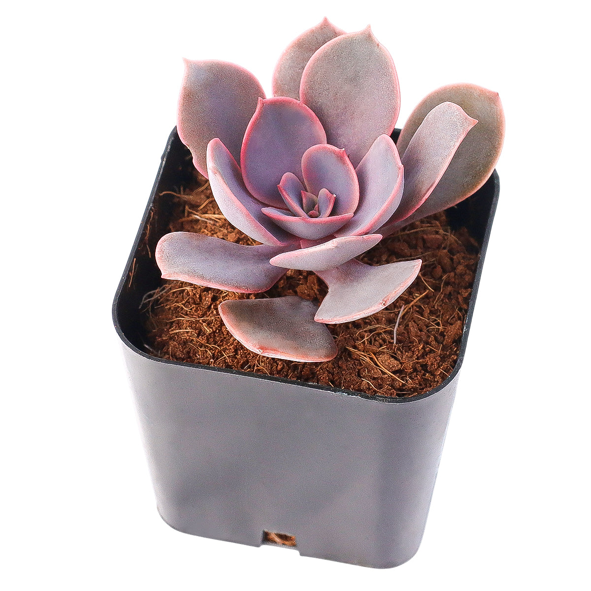 2 inch Echeveria 'Linn', pink succulents, indoor succulents, succulent care guide, buy succulents online