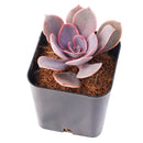 2 inch Echeveria 'Linn', pink succulents, indoor succulents, succulent care guide, buy succulents online