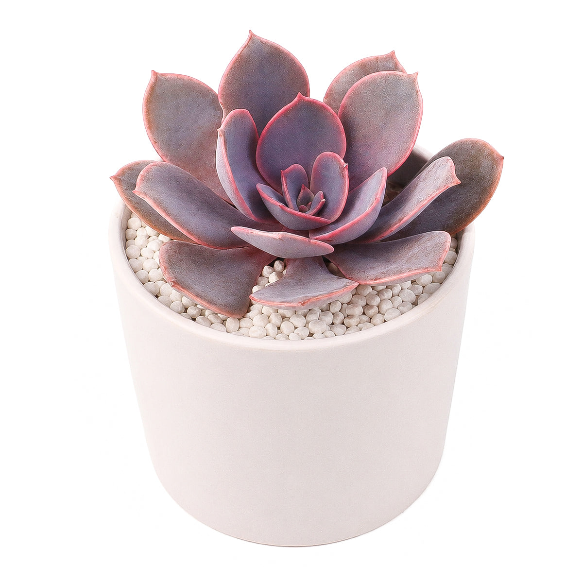 2 inch Echeveria 'Linn', pink succulents, indoor succulents, succulent care guide, buy succulents online
