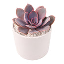 2 inch Echeveria 'Linn', pink succulents, indoor succulents, succulent care guide, buy succulents online