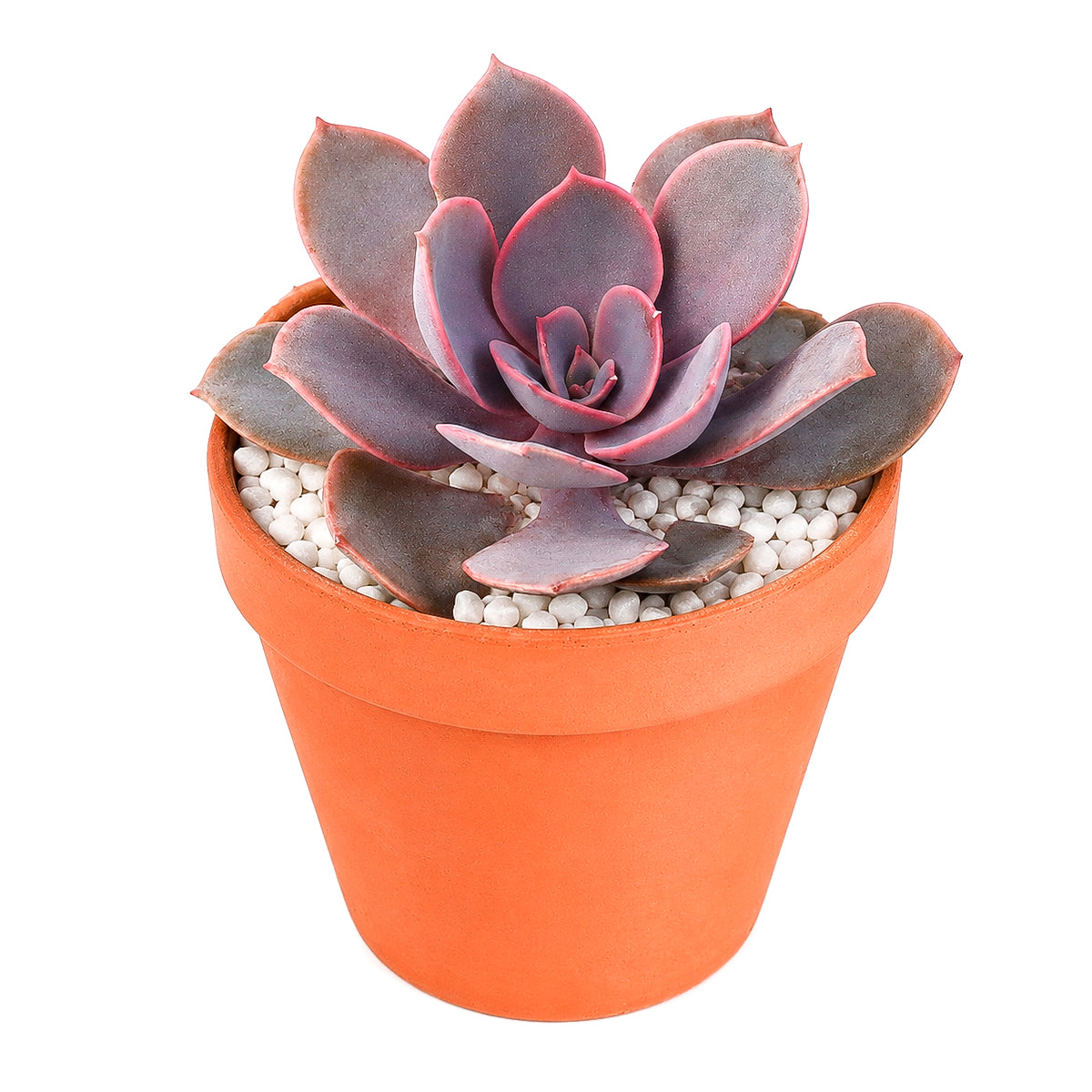 2 inch Echeveria 'Linn', pink succulents, indoor succulents, succulent care guide, buy succulents online