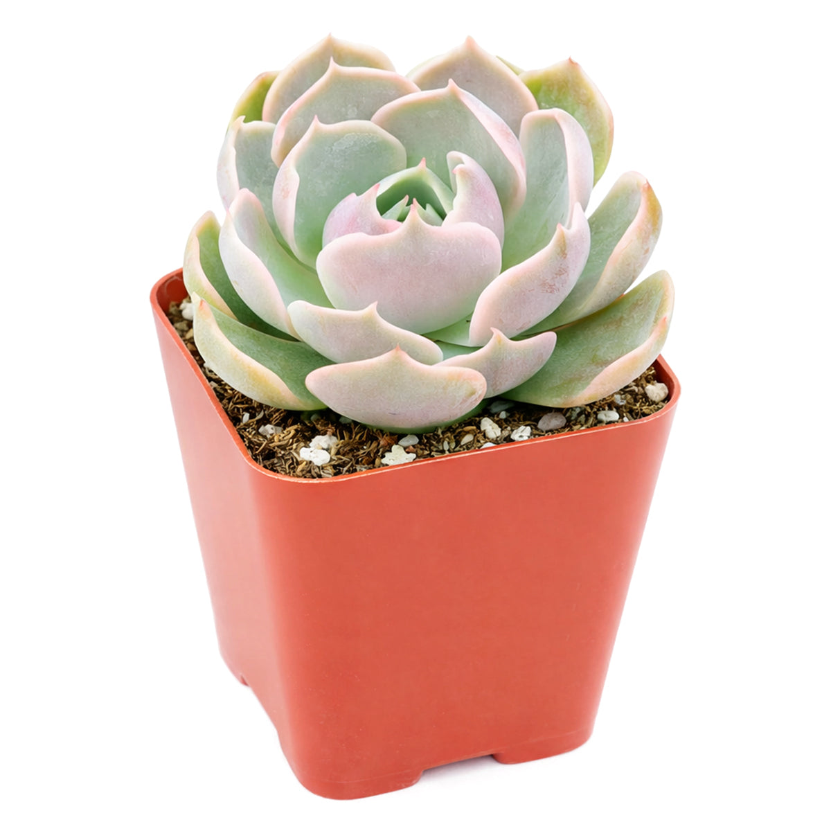 Echeveria 'Lotus'