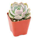 Echeveria 'Lotus'