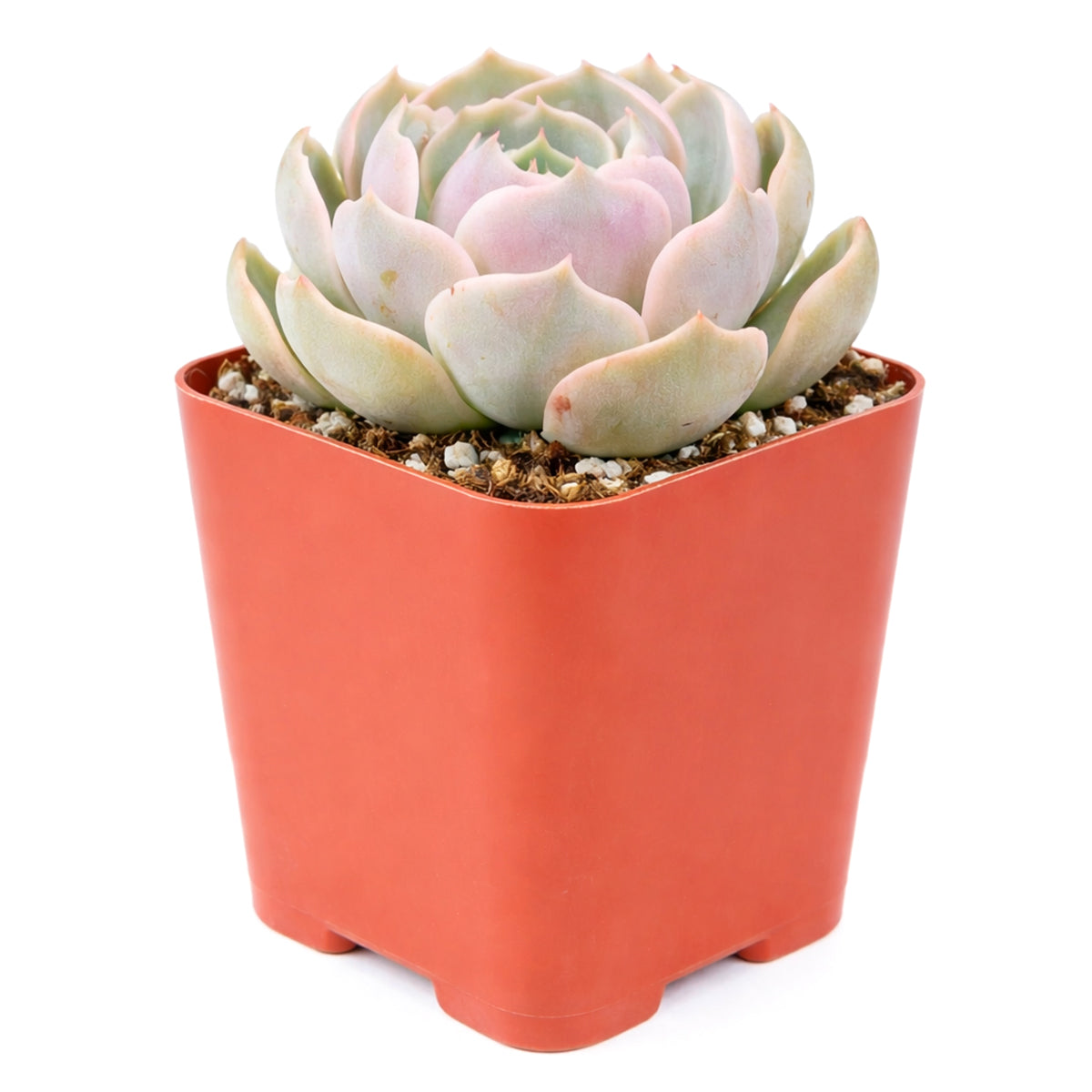 Potted succulent plant in an orange pot on a white background