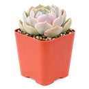 Echeveria 'Lotus'