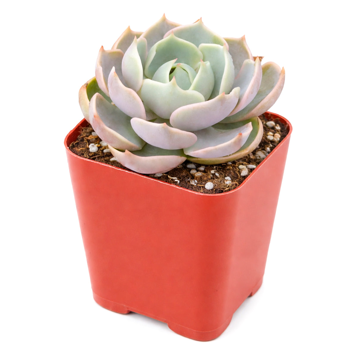 Potted succulent plant in a red pot on a white background