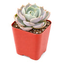 Echeveria 'Lotus'