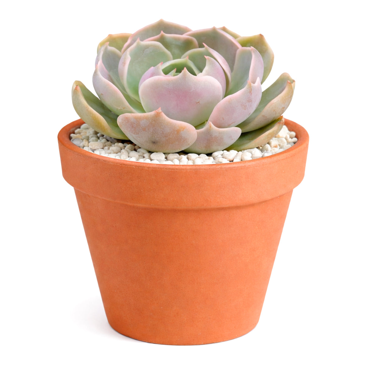 Cactus plant in a terracotta pot on a white background