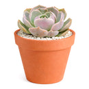 Echeveria 'Lotus'