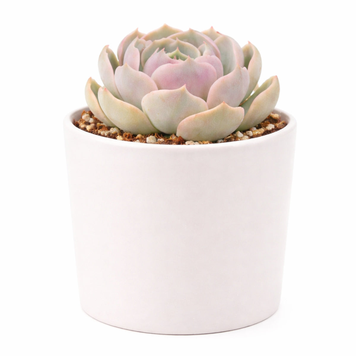 Potted succulent plant with a white background