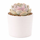 Echeveria 'Lotus'