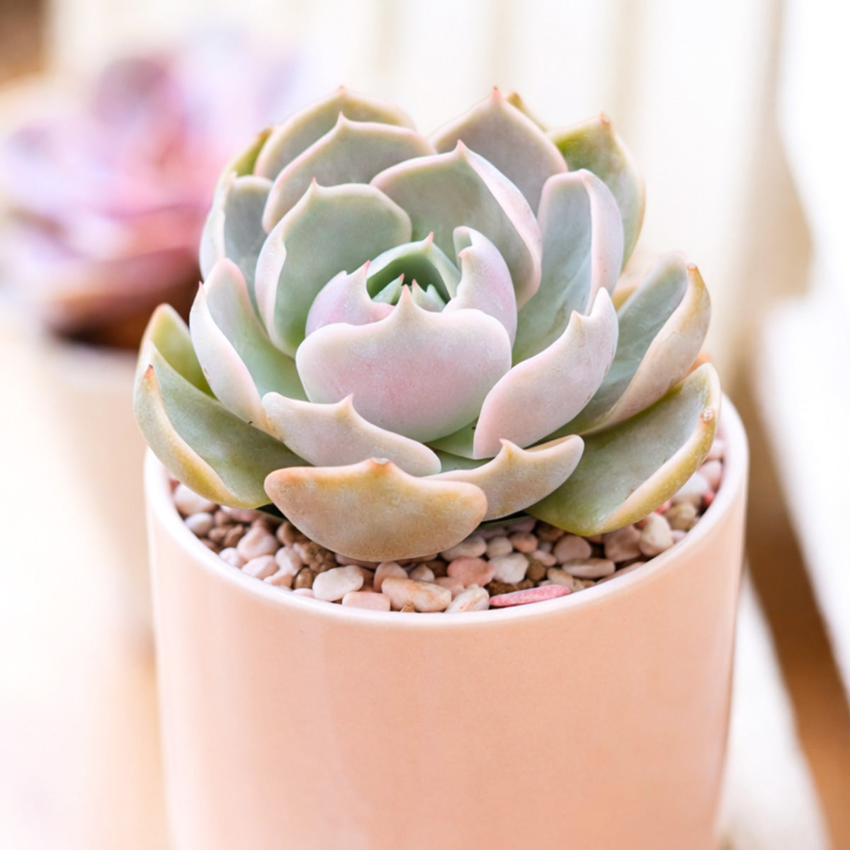 2 inch Echeveria Lotus, purple succulents, 2 inch succulents for sale, buy Echeveria Lotus online